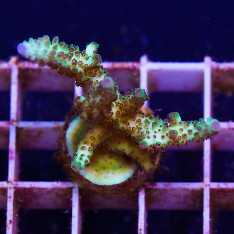 newcoral1520b - 100 New WYSIWYG Acros at Cherry Corals!